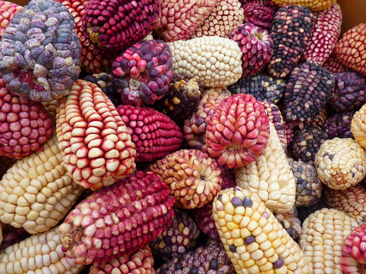 El Maíz, el alimento de los mexicanos.
